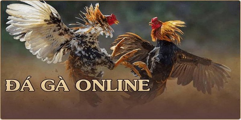 Ưu điểm khi chơi đá gà online cá cược tại nhà cái uy tín